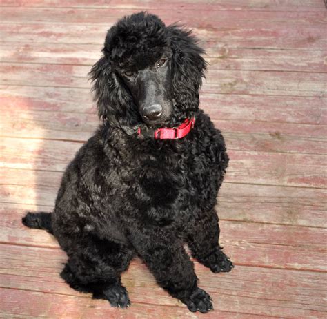 Donate now to save a dog. . Standard poodle rescue texas